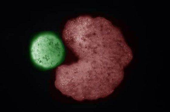 اكتشاف أول روبوت يمكنه التكاثر! يستخدمونه لأداء مهام داخل جسم الإنسان صورة رقم 4 اكتشاف أول روبوت يمكنه التكاثر! يستخدمونه لأداء مهام داخل جسم الإنسان صورة رقم 4