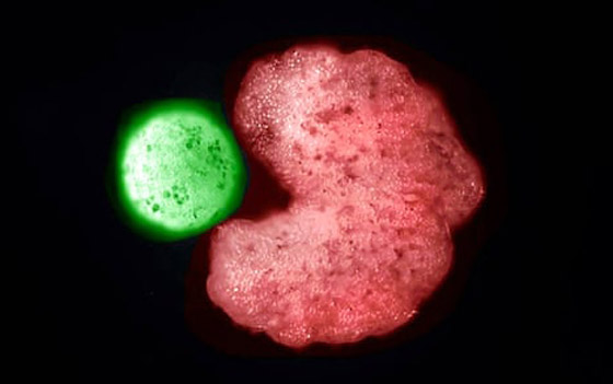 اكتشاف أول روبوت يمكنه التكاثر! يستخدمونه لأداء مهام داخل جسم الإنسان صورة رقم 2 اكتشاف أول روبوت يمكنه التكاثر! يستخدمونه لأداء مهام داخل جسم الإنسان صورة رقم 2