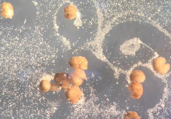 اكتشاف أول روبوت يمكنه التكاثر! يستخدمونه لأداء مهام داخل جسم الإنسان صورة رقم 1 اكتشاف أول روبوت يمكنه التكاثر! يستخدمونه لأداء مهام داخل جسم الإنسان صورة رقم 1