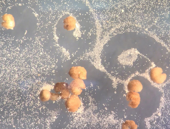 اكتشاف أول روبوت يمكنه التكاثر! يستخدمونه لأداء مهام داخل جسم الإنسان صورة رقم 5 اكتشاف أول روبوت يمكنه التكاثر! يستخدمونه لأداء مهام داخل جسم الإنسان صورة رقم 5