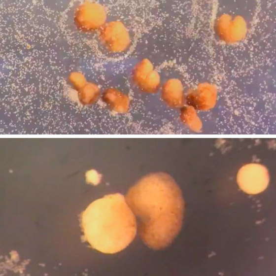 اكتشاف أول روبوت يمكنه التكاثر! يستخدمونه لأداء مهام داخل جسم الإنسان صورة رقم 3 اكتشاف أول روبوت يمكنه التكاثر! يستخدمونه لأداء مهام داخل جسم الإنسان صورة رقم 3