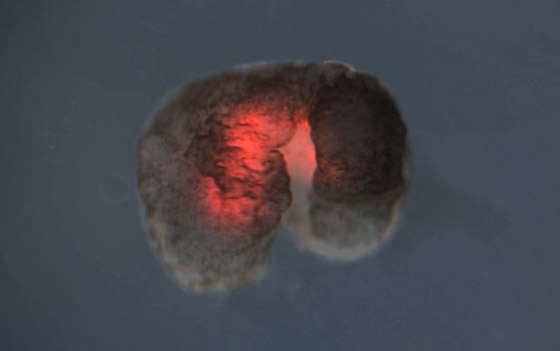 اكتشاف أول روبوت يمكنه التكاثر! يستخدمونه لأداء مهام داخل جسم الإنسان صورة رقم 6 اكتشاف أول روبوت يمكنه التكاثر! يستخدمونه لأداء مهام داخل جسم الإنسان صورة رقم 6