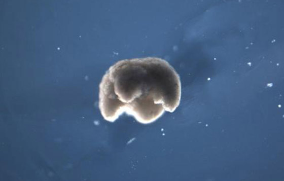 اكتشاف أول روبوت يمكنه التكاثر! يستخدمونه لأداء مهام داخل جسم الإنسان صورة رقم 7 اكتشاف أول روبوت يمكنه التكاثر! يستخدمونه لأداء مهام داخل جسم الإنسان صورة رقم 7