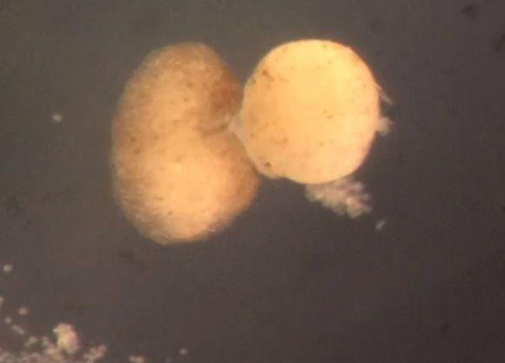 اكتشاف أول روبوت يمكنه التكاثر! يستخدمونه لأداء مهام داخل جسم الإنسان صورة رقم 9 اكتشاف أول روبوت يمكنه التكاثر! يستخدمونه لأداء مهام داخل جسم الإنسان صورة رقم 9