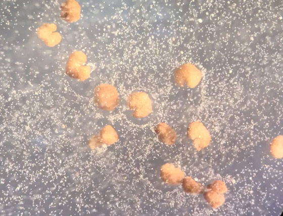 اكتشاف أول روبوت يمكنه التكاثر! يستخدمونه لأداء مهام داخل جسم الإنسان صورة رقم 10 اكتشاف أول روبوت يمكنه التكاثر! يستخدمونه لأداء مهام داخل جسم الإنسان صورة رقم 10