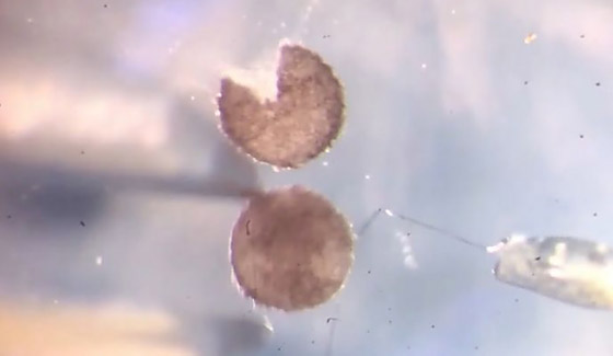 اكتشاف أول روبوت يمكنه التكاثر! يستخدمونه لأداء مهام داخل جسم الإنسان صورة رقم 11 اكتشاف أول روبوت يمكنه التكاثر! يستخدمونه لأداء مهام داخل جسم الإنسان صورة رقم 11