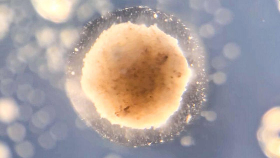 اكتشاف أول روبوت يمكنه التكاثر! يستخدمونه لأداء مهام داخل جسم الإنسان صورة رقم 12 اكتشاف أول روبوت يمكنه التكاثر! يستخدمونه لأداء مهام داخل جسم الإنسان صورة رقم 12