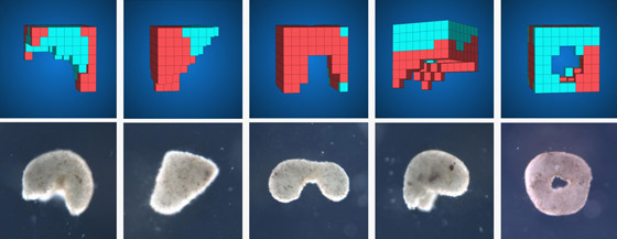 اكتشاف أول روبوت يمكنه التكاثر! يستخدمونه لأداء مهام داخل جسم الإنسان صورة رقم 14 اكتشاف أول روبوت يمكنه التكاثر! يستخدمونه لأداء مهام داخل جسم الإنسان صورة رقم 14