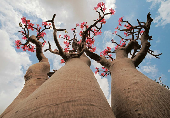 يشبه الزجاجة.. تعرفوا إلى النبات النادر على أرض 