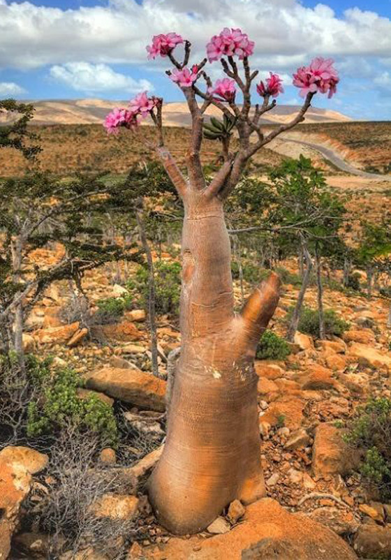 يشبه الزجاجة.. تعرفوا إلى النبات النادر على أرض 