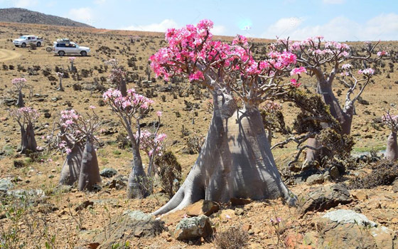 يشبه الزجاجة.. تعرفوا إلى النبات النادر على أرض 