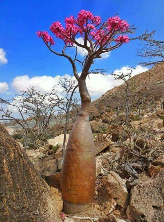 يشبه الزجاجة.. تعرفوا إلى النبات النادر على أرض 