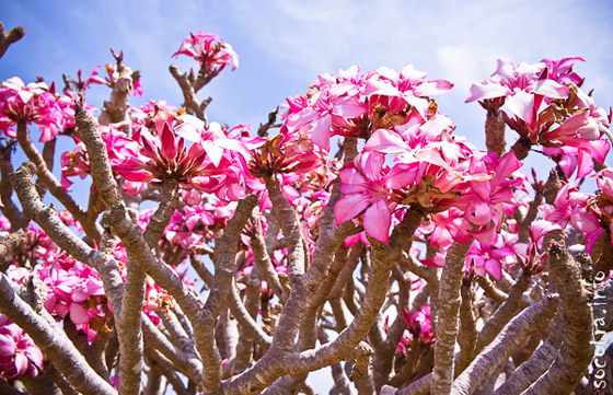 يشبه الزجاجة.. تعرفوا إلى النبات النادر على أرض 