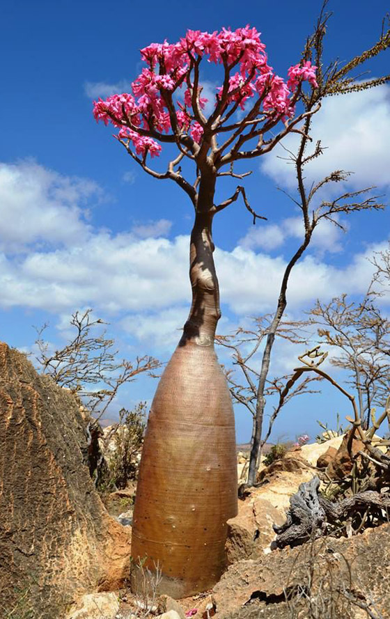 يشبه الزجاجة.. تعرفوا إلى النبات النادر على أرض 