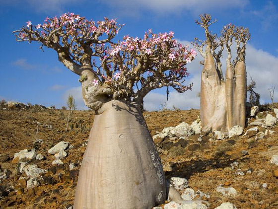 يشبه الزجاجة.. تعرفوا إلى النبات النادر على أرض 