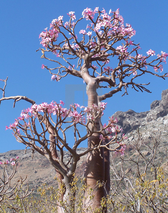 يشبه الزجاجة.. تعرفوا إلى النبات النادر على أرض 
