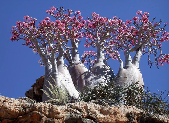 يشبه الزجاجة.. تعرفوا إلى النبات النادر على أرض 