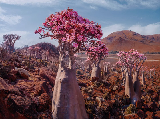 يشبه الزجاجة.. تعرفوا إلى النبات النادر على أرض 