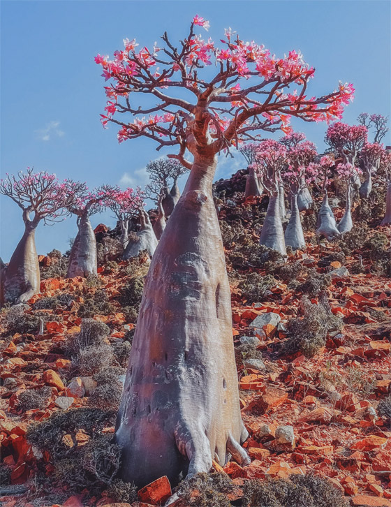 يشبه الزجاجة.. تعرفوا إلى النبات النادر على أرض 