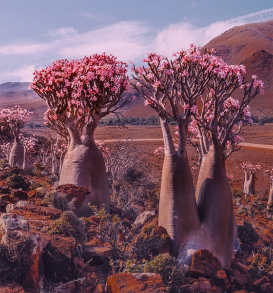 يشبه الزجاجة.. تعرفوا إلى النبات النادر على أرض 