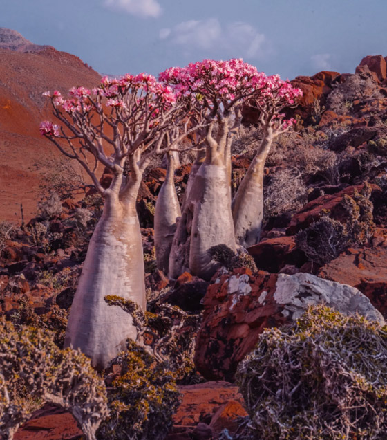 يشبه الزجاجة.. تعرفوا إلى النبات النادر على أرض 