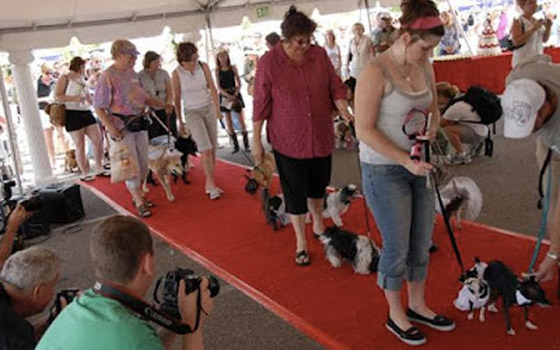 أسخف 10 أرقام قياسية في موسوعة جينيس صورة رقم 5