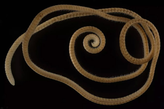 علماء يكتشفون أول دودة ألفية حقيقية.. تملك 1306 أرجل! صور صورة رقم 1