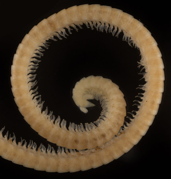 علماء يكتشفون أول دودة ألفية حقيقية.. تملك 1306 أرجل! صور صورة رقم 3