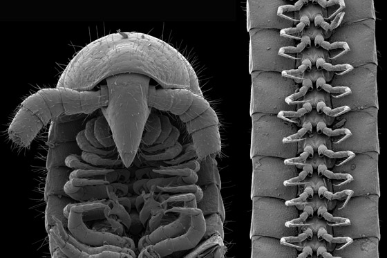 علماء يكتشفون أول دودة ألفية حقيقية.. تملك 1306 أرجل! صور صورة رقم 2