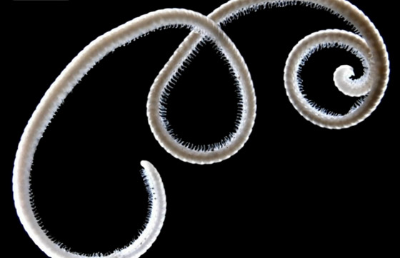 علماء يكتشفون أول دودة ألفية حقيقية.. تملك 1306 أرجل! صور صورة رقم 5