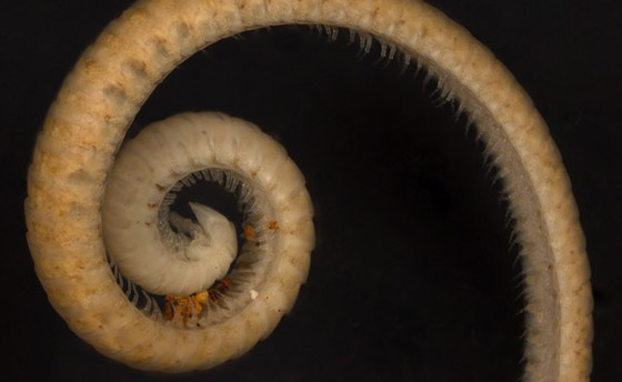 علماء يكتشفون أول دودة ألفية حقيقية.. تملك 1306 أرجل! صور صورة رقم 6