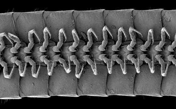 علماء يكتشفون أول دودة ألفية حقيقية.. تملك 1306 أرجل! صور صورة رقم 7