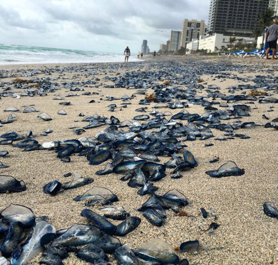 من أغرب الأشياء التي وجدها الناس حول العالم صورة رقم 5