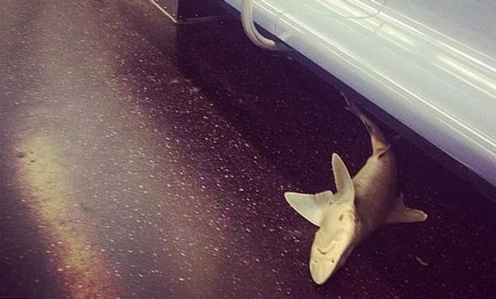 من أغرب الأشياء التي وجدها الناس حول العالم صورة رقم 1