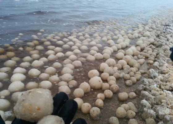 من أغرب الأشياء التي وجدها الناس حول العالم صورة رقم 2