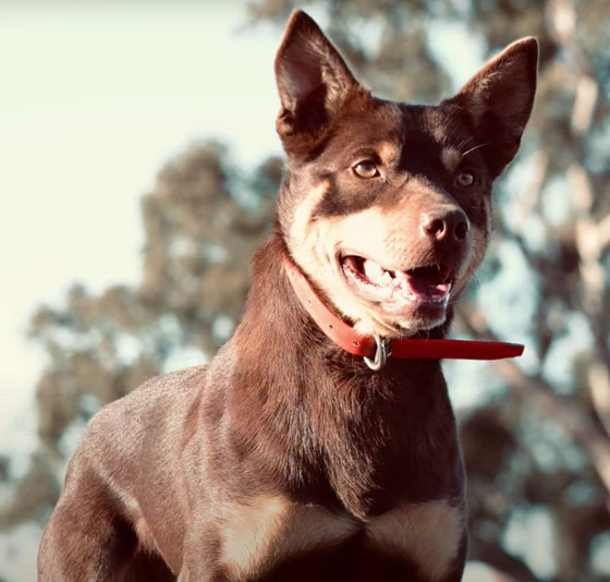 بالصور: إليكم أغرب وأبرز الأشياء التي بيعت بأسعار خيالية في 2021 صورة رقم 7