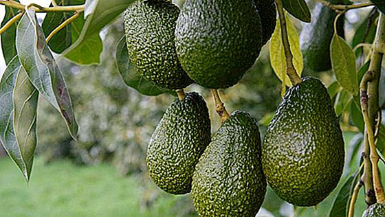 يتعافى بأعجوبة من صدمتين كهربائتين عنيفتين صورة رقم 5