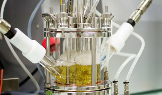 الفطريات والبكتيريا آكلة البلاستيك التي قد تنقذ العالم من النفايات صورة رقم 4