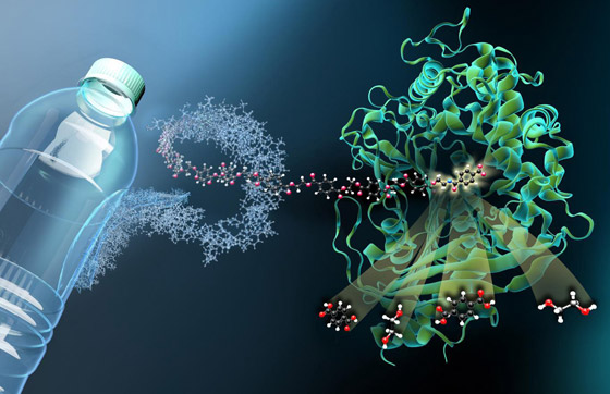 الفطريات والبكتيريا آكلة البلاستيك التي قد تنقذ العالم من النفايات صورة رقم 7