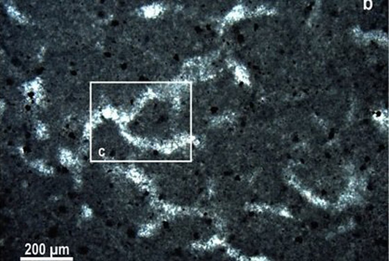 فيديو: اكتشاف أقدم حيوان على وجه الأرض في منطقة نائية لم يصلها البشر صورة رقم 1