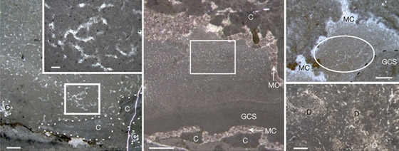 فيديو: اكتشاف أقدم حيوان على وجه الأرض في منطقة نائية لم يصلها البشر صورة رقم 3