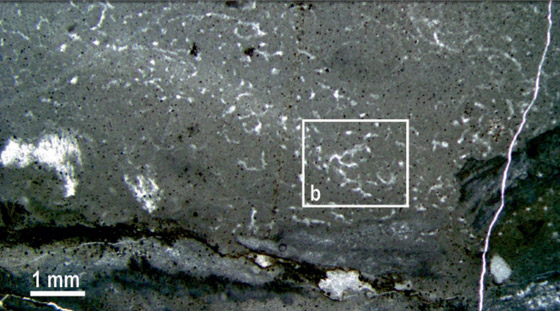 فيديو: اكتشاف أقدم حيوان على وجه الأرض في منطقة نائية لم يصلها البشر صورة رقم 4