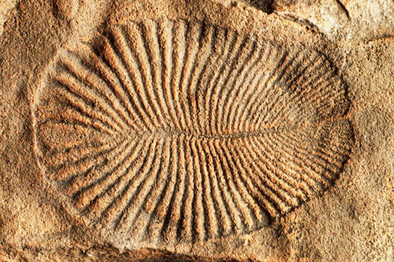 فيديو: اكتشاف أقدم حيوان على وجه الأرض في منطقة نائية لم يصلها البشر صورة رقم 8