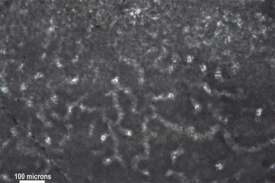 فيديو: اكتشاف أقدم حيوان على وجه الأرض في منطقة نائية لم يصلها البشر صورة رقم 9