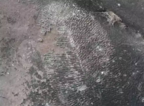 فيديو: اكتشاف أقدم حيوان على وجه الأرض في منطقة نائية لم يصلها البشر صورة رقم 10