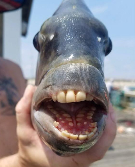 صياد أمريكي يصطاد سمكة نادرة لها أسنان بشرية! صور صورة رقم 1