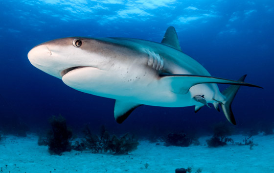 كيف تعرف طريقها بالماء؟ وماذا تفعل بالأعماق؟ 12 لغزا مثيرا عن أسماك القرش صورة رقم 6