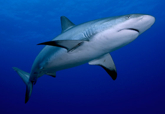 كيف تعرف طريقها بالماء؟ وماذا تفعل بالأعماق؟ 12 لغزا مثيرا عن أسماك القرش صورة رقم 8