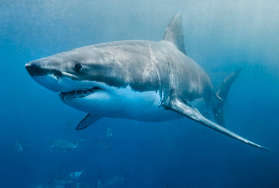 كيف تعرف طريقها بالماء؟ وماذا تفعل بالأعماق؟ 12 لغزا مثيرا عن أسماك القرش صورة رقم 2