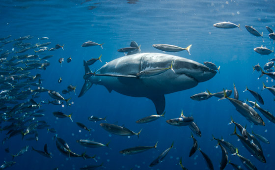 كيف تعرف طريقها بالماء؟ وماذا تفعل بالأعماق؟ 12 لغزا مثيرا عن أسماك القرش صورة رقم 9